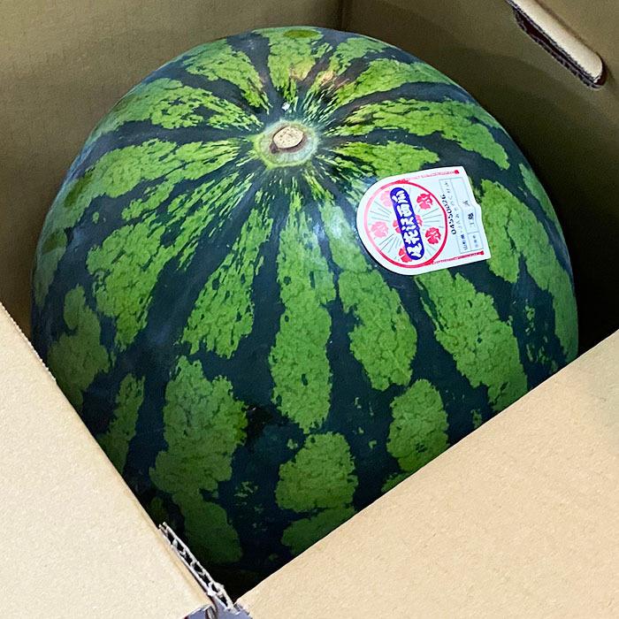 山形県産 尾花沢すいか B等級 6Lサイズ 1玉入（箱） ギフト スイカ