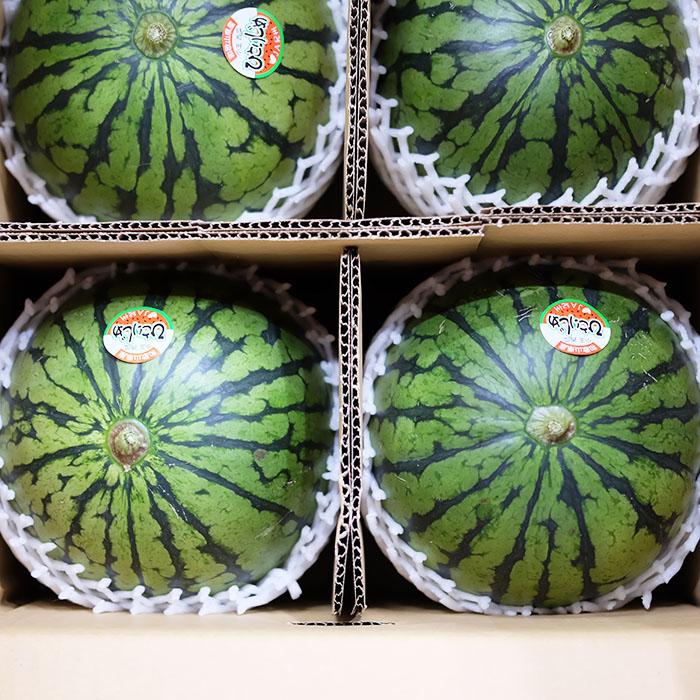 和歌山県産 小玉すいか （こだま西瓜） 秀品 2Lサイズ 4玉入り （箱