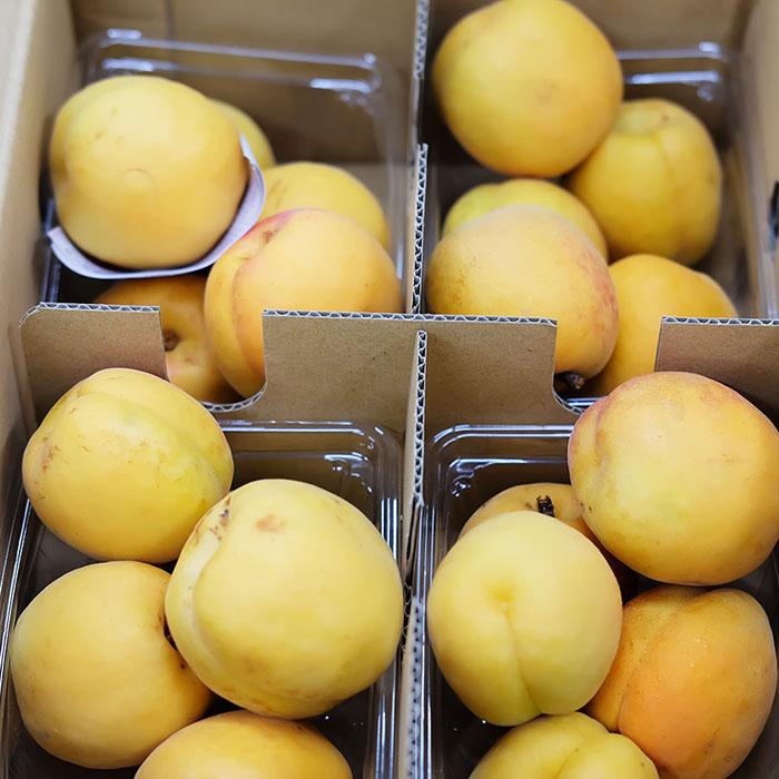 長野県産 あんず 秀品 4パック入り （箱） : 生鮮卸売市場 - 通販