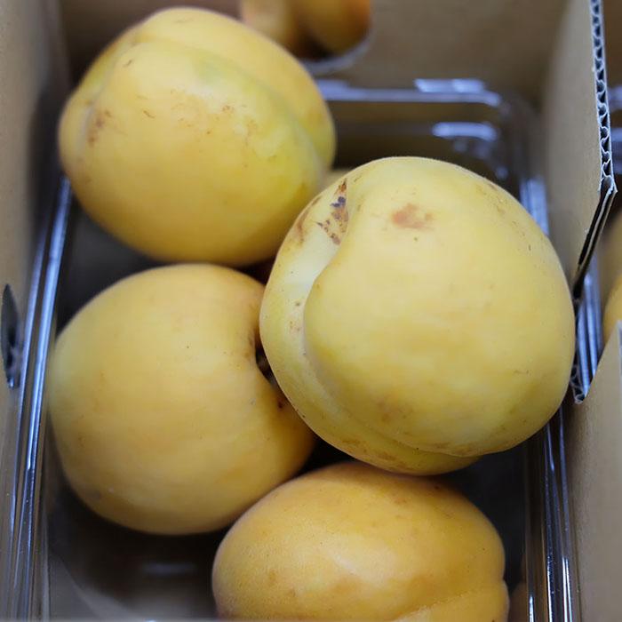 長野県産 あんず 秀品 4パック入り （箱） : 生鮮卸売市場 - 通販