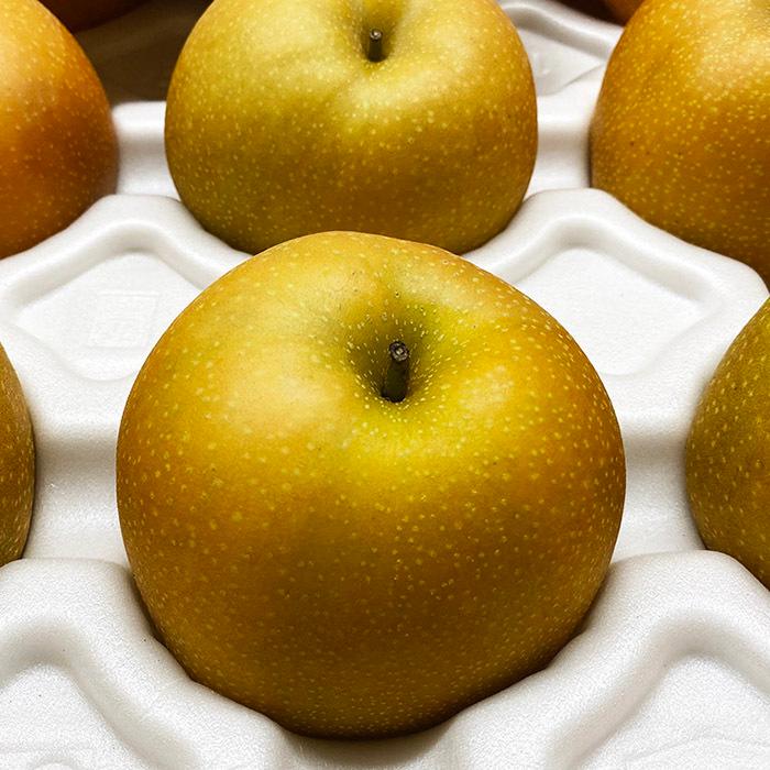 鳥取県産 梨 新甘泉 （しんかんせん） 秀品 5kg 10〜12玉入り （箱）和