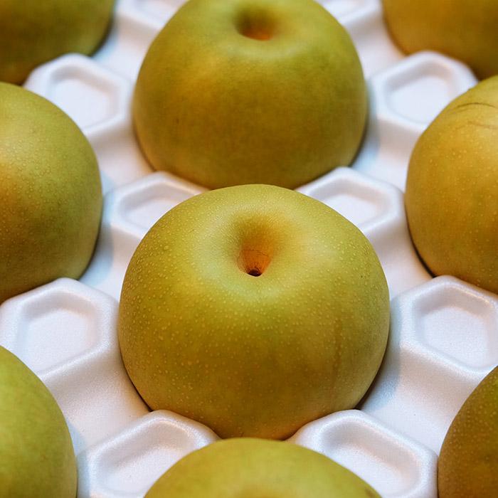 鳥取県産 梨 新甘泉 （しんかんせん） 秀品 5kg 10〜12玉入り （箱）和