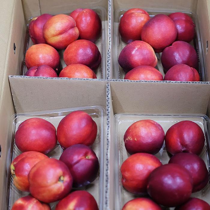 長野県産 ネクタリン 秀品 L〜3Lサイズ 8パック入り （箱） : 生鮮卸売