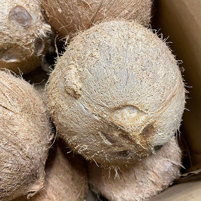 ベトナム産 ココナッツ 「GENUINE COCONUT」 12玉入 (箱 ベトナム産 ココナッツ 「GENUINE COCONUT」 12玉入 (箱