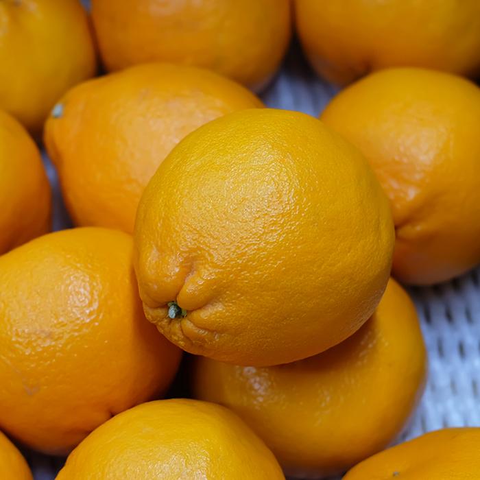 佐賀県産 にじゅうまる 優品 4L〜5Lサイズ 5kg （箱） 高級 柑橘