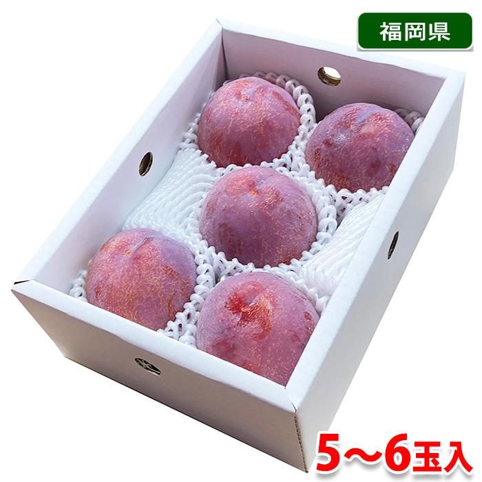 福岡県産 プラム （すもも） 貴陽 5〜6玉入 （化粧箱） : 生鮮卸売市場