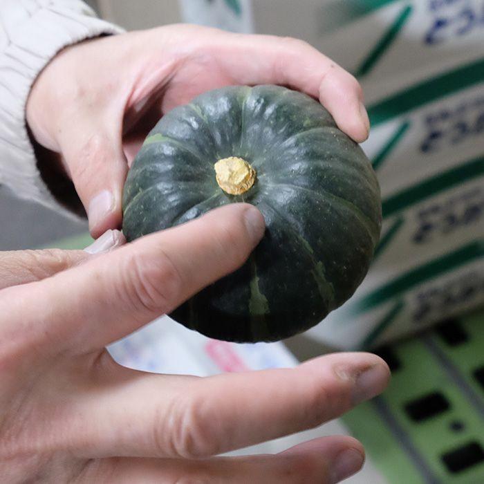 北海道産 坊ちゃん南瓜 12個〜16個入り／箱（約5kg） : 生鮮卸売市場