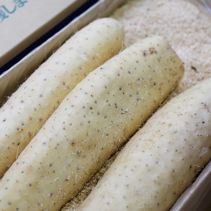 北海道産 長芋 （長いも） L〜3Lサイズ （9〜15本入） 10kg : 生鮮卸売