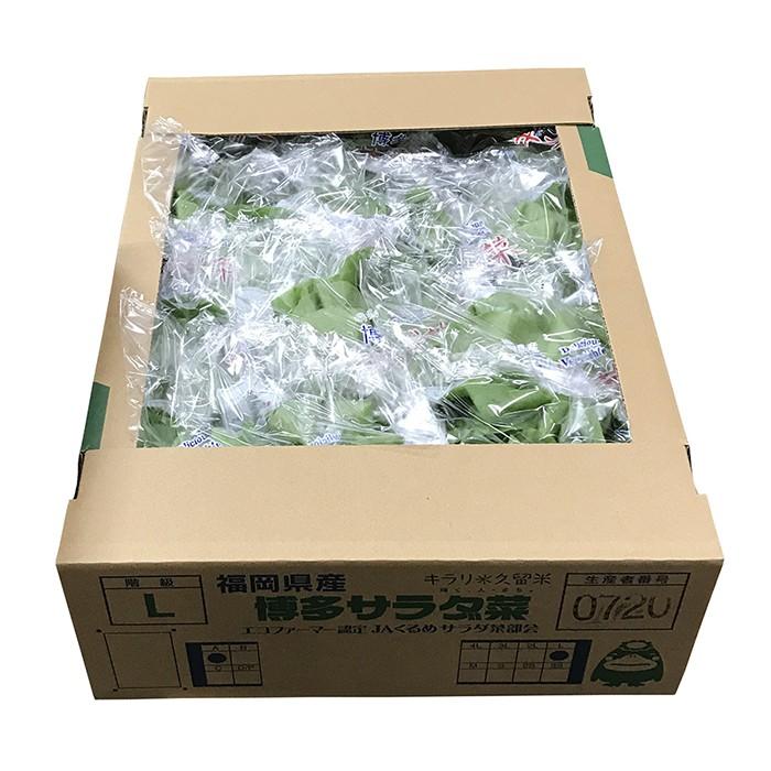 福岡県産　サラダ菜　Lサイズ　約1.4kg（12パック入）箱｜promart-jp｜05