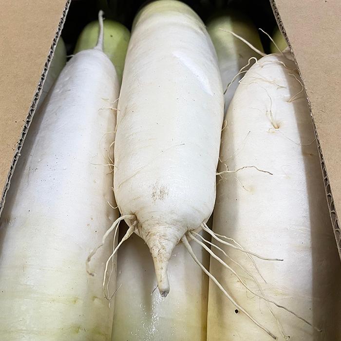 北海道産 大根（だいこん）A等級 L〜2Lサイズ 8〜10本入（約10kg