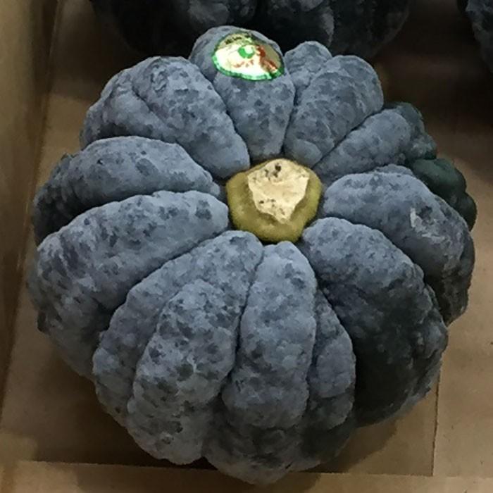 宮崎県産 黒皮かぼちゃ Lサイズ 5〜6個入り 5kg : 生鮮卸売市場