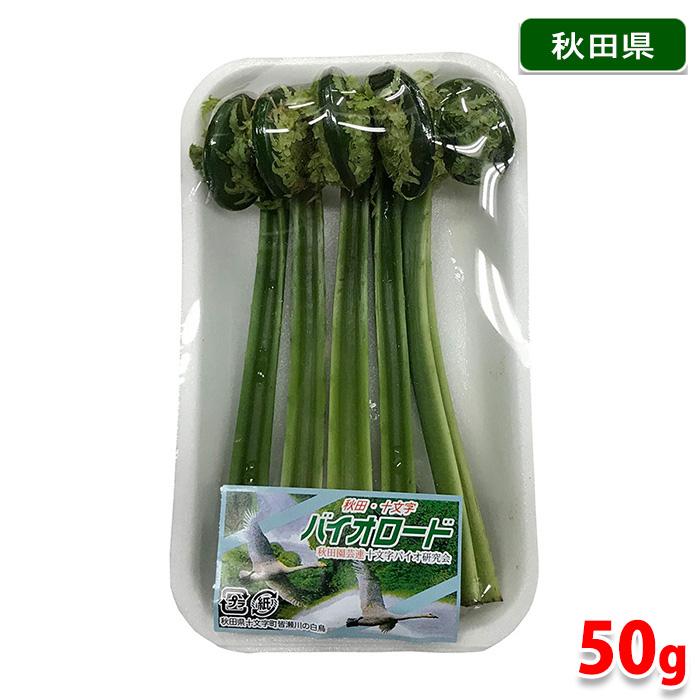 秋田県産 こごみ 1パック 約50g(5〜6本入り) : 生鮮卸売市場 秋田県産 こごみ 1パック 約50g(5〜6本入り) : 生鮮卸売市場