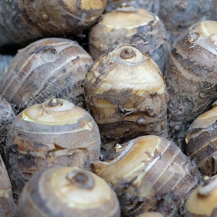 静岡県産 海老芋（えびいも） A品 Mサイズ 約5kg : 生鮮卸売市場