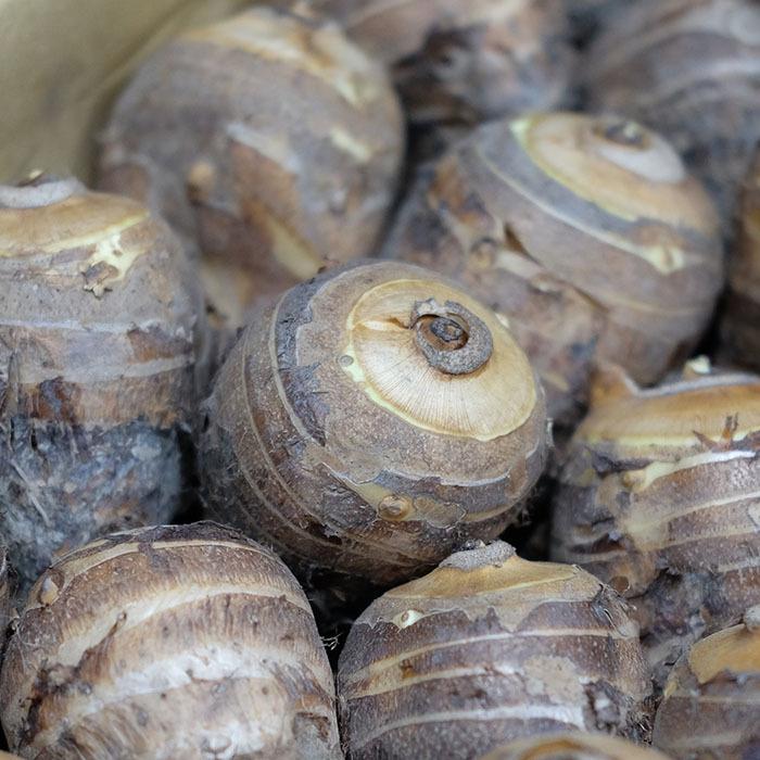 静岡県産 海老芋（えびいも） A品 Mサイズ 約5kg : 生鮮卸売市場