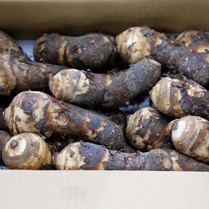 静岡県産 海老芋（えびいも） A品 Mサイズ 約5kg : 生鮮卸売市場