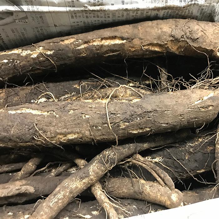京都府産 堀川ごぼう 秀 Lサイズ 1本 : 生鮮卸売市場 - 通販 - Yahoo