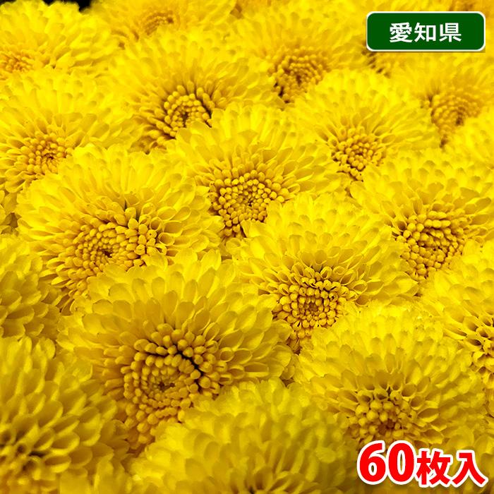 愛知県産 小菊 1パック 60枚入り 生鮮卸売市場 通販 Yahoo ショッピング