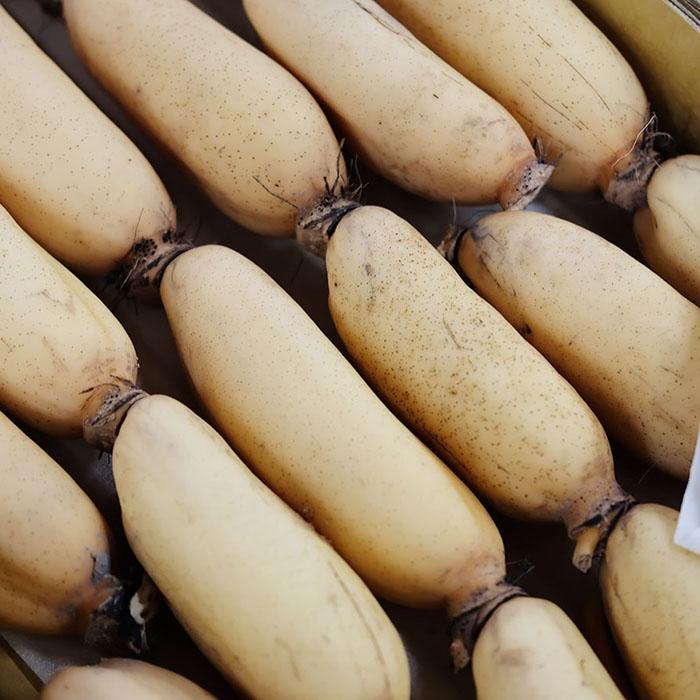 徳島県産 レンコン 秀品 M〜Lサイズ 5kg （箱） 蓮根 国産 れんこん