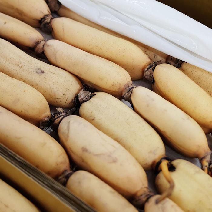 徳島県産 レンコン 秀品 M〜Lサイズ 5kg （箱） 蓮根 国産 れんこん