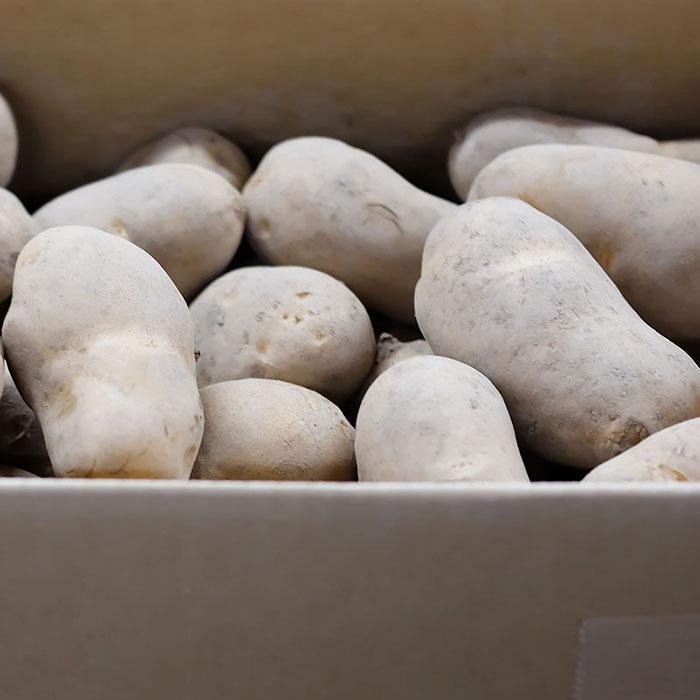 北海道産 メークイン 秀品 L〜2Lサイズ 10kg（箱） : 生鮮卸売市場