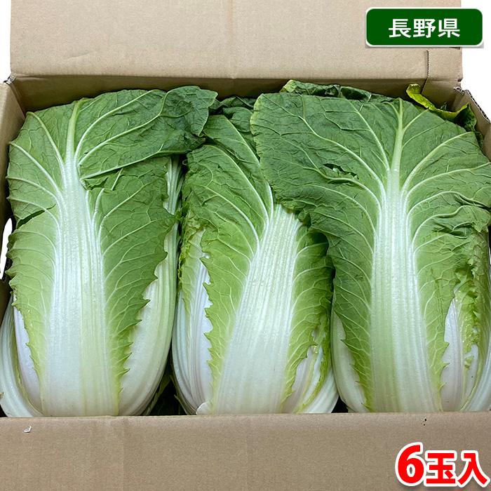 長野県産他 白菜 L〜2Lサイズ 6玉入 約15kg （箱） : 生鮮卸売市場