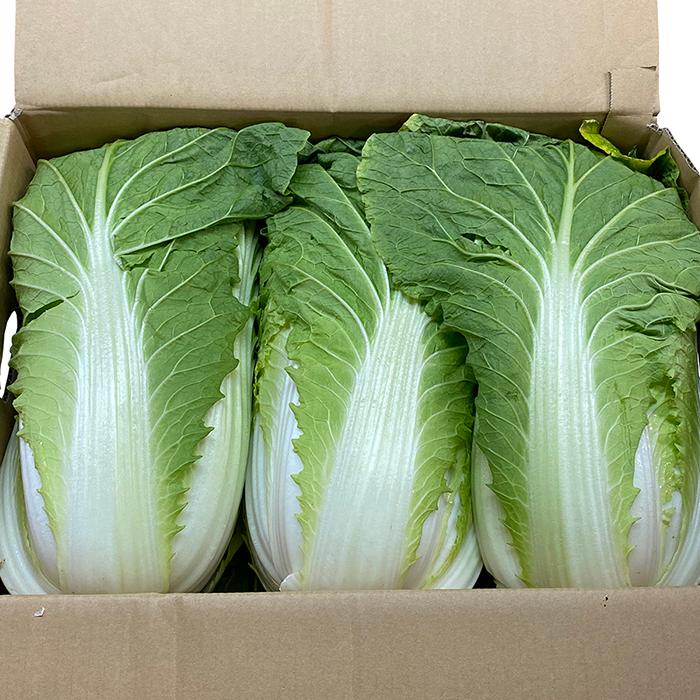 長野県産他 白菜 L〜2Lサイズ 6玉入 約15kg （箱） : 生鮮卸売市場