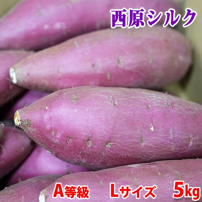 熊本県産（JA阿蘇西原）さつまいも シルクスイート A等級 Lサイズ 約