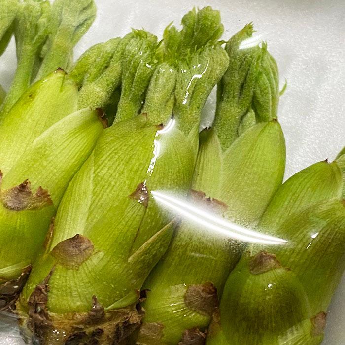 新潟県産 タラの芽 S〜Mサイズ 50g(約10本〜18本) : 21710251 新潟県産 タラの芽 S〜Mサイズ 50g(約10本〜18本) : 21710251