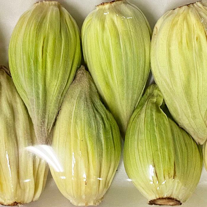 北海道産 ふきのとう 100gパック : 生鮮卸売市場 - 通販 - Yahoo