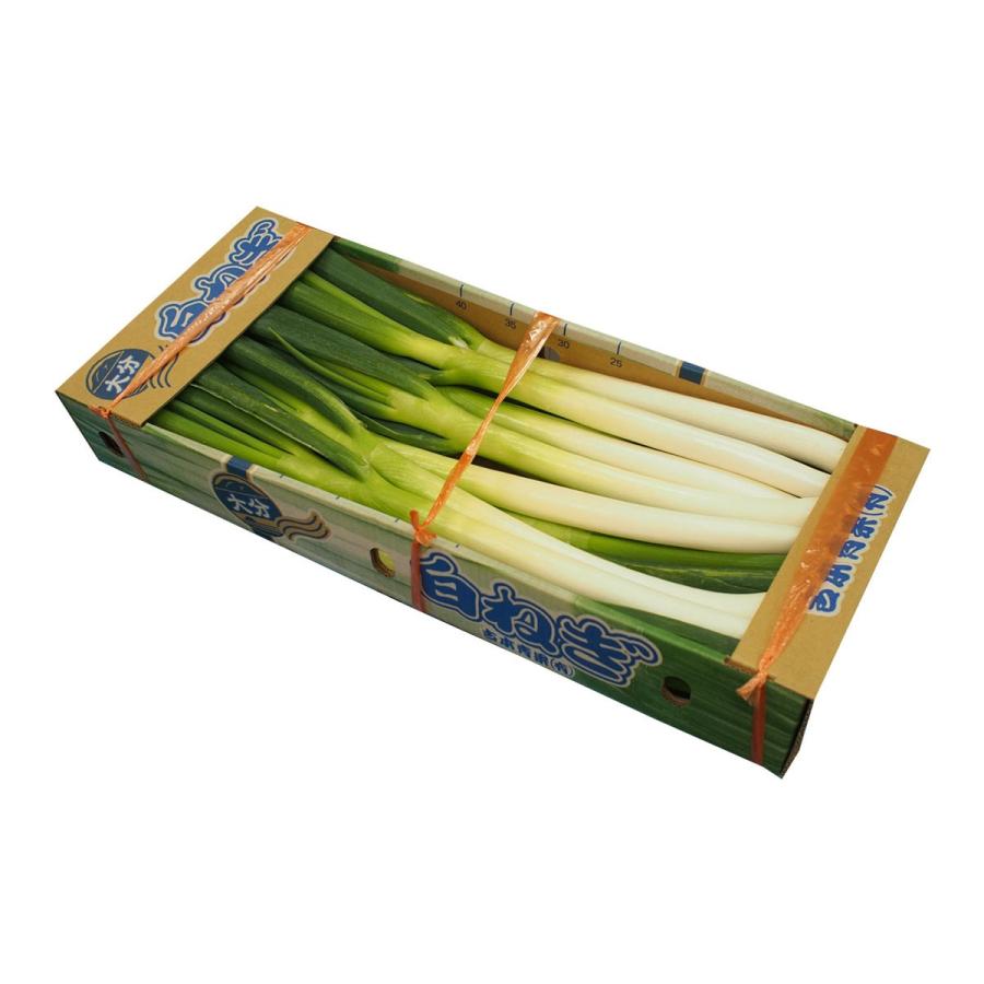 大分県産葉ネギ　10ｋｇ 葉ネギ 5kg 業務用 送料無料 福岡市早良区 西区は送料無料でお