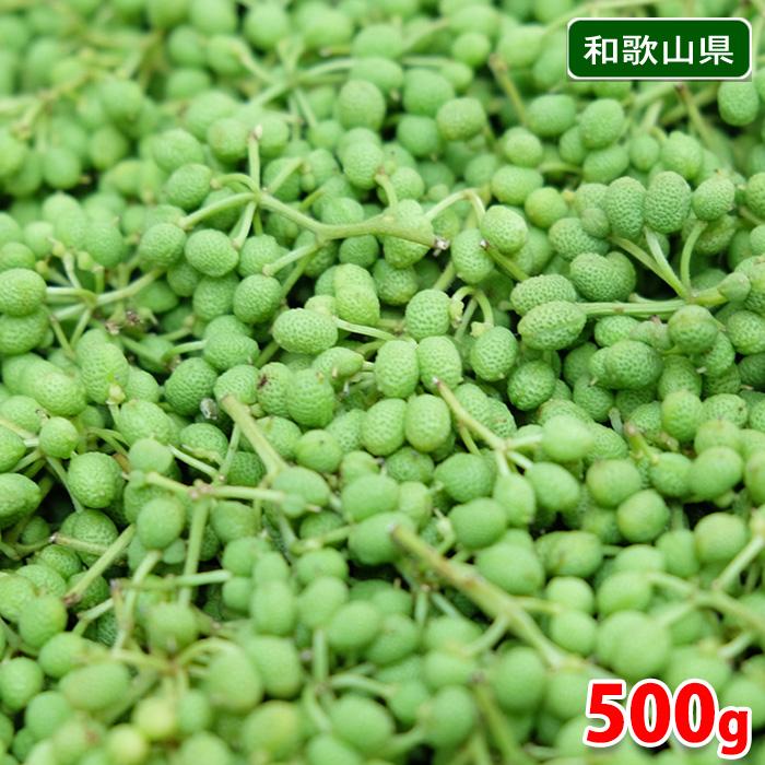 和歌山県産 実山椒 秀品 500g（箱） : 生鮮卸売市場 - 通販 - Yahoo