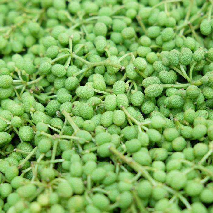 和歌山県産 実山椒 秀品 500g（箱） : 生鮮卸売市場 - 通販 - Yahoo