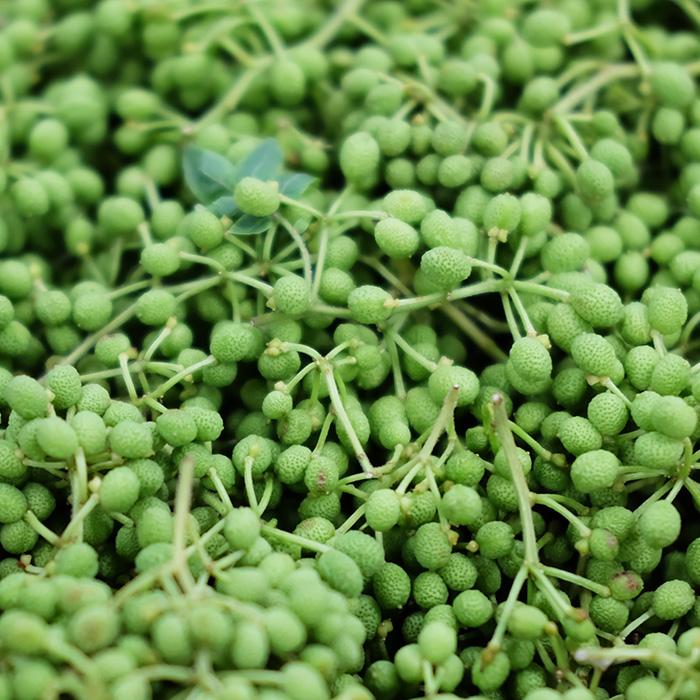 和歌山県産 実山椒 秀品 500g（箱） : 生鮮卸売市場 - 通販 - Yahoo