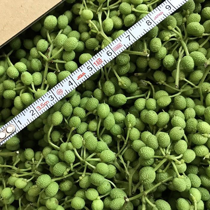 和歌山県産 実山椒 秀品 500g（箱） : 生鮮卸売市場 - 通販 - Yahoo