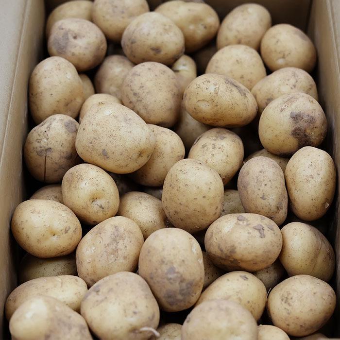 鹿児島県産 赤土 新ばれいしょ じゃがいも A等級 M〜Lサイズ 10kg（箱