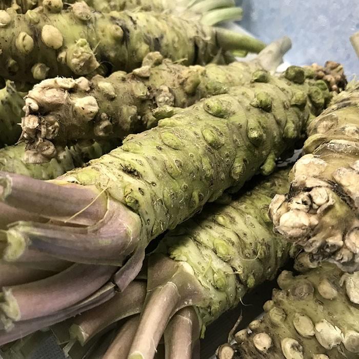 1kg 安曇野市産 本生 沢わさび 生わさび 山葵 ワサビ WASABI 楽天市場】本わさび わさび 静岡県産 生 約100g〜120g 1本 2本 3