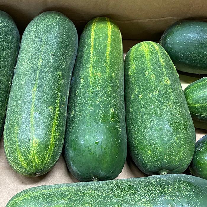 【きゅうり】 キュウリの種 巨大太丸 10粒 ( 野菜の種 ) : 菜園くらぶ Yahoo