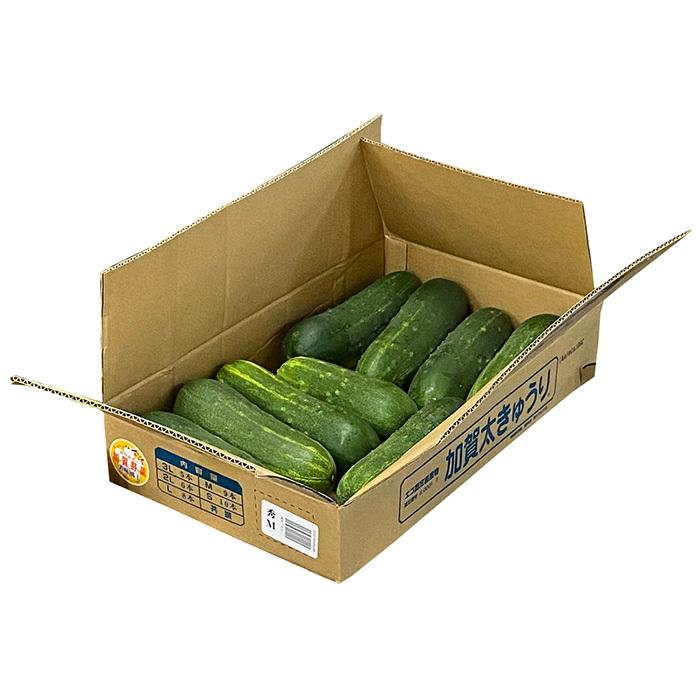 【きゅうり】 石川県産 加賀太きゅうり M〜Lサイズ 8〜9本入（箱） : 生鮮卸売