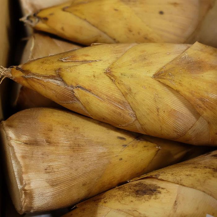 中国産 たけのこ 2kg（6〜8個入り） : 生鮮卸売市場 - 通販 - Yahoo