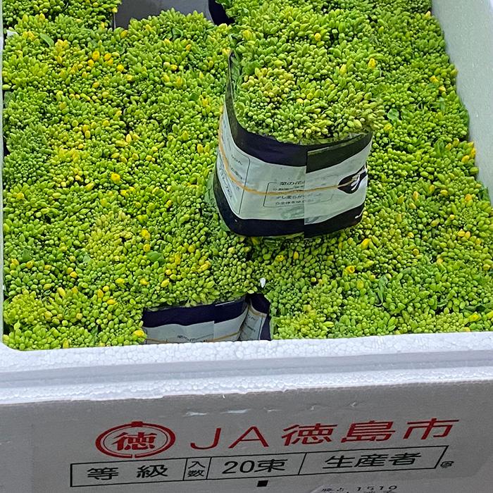 徳島県産 菜の花 約200g結束×20束入り（1箱） : 生鮮卸売市場 - 通販