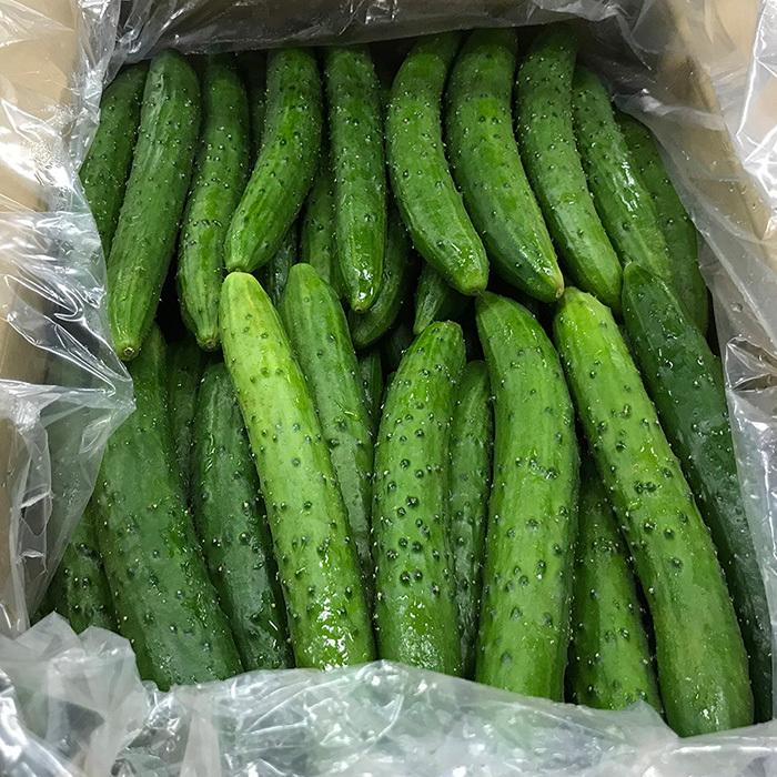 鹿児島県産 白いぼきゅうり M〜Lサイズ 5kg （箱） 国産 きゅうり