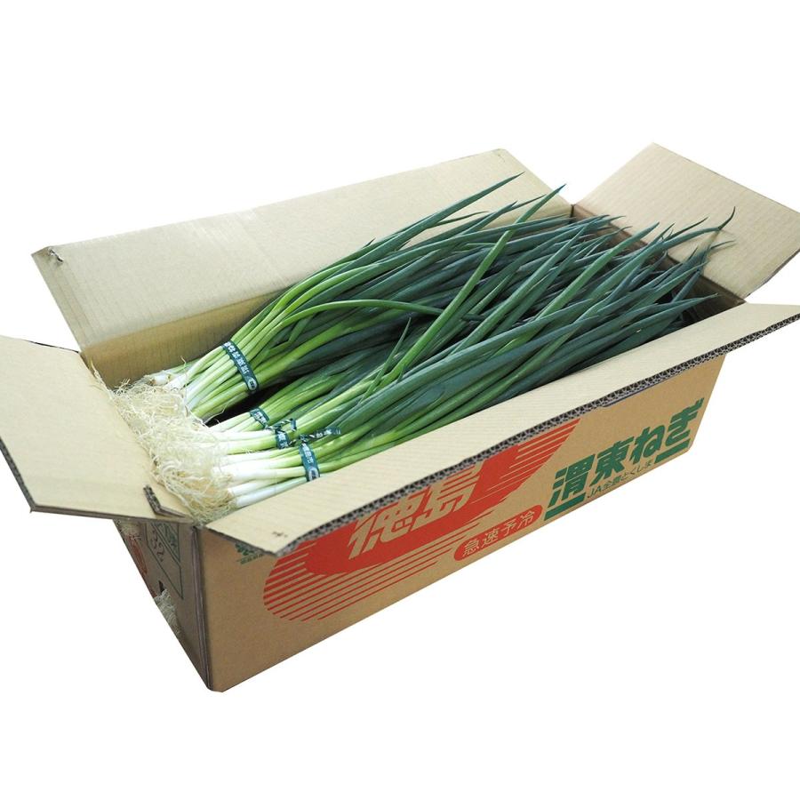 徳島県産 渭東ねぎ （いとうねぎ） 500g×10束入（箱） 国産 青ねぎ