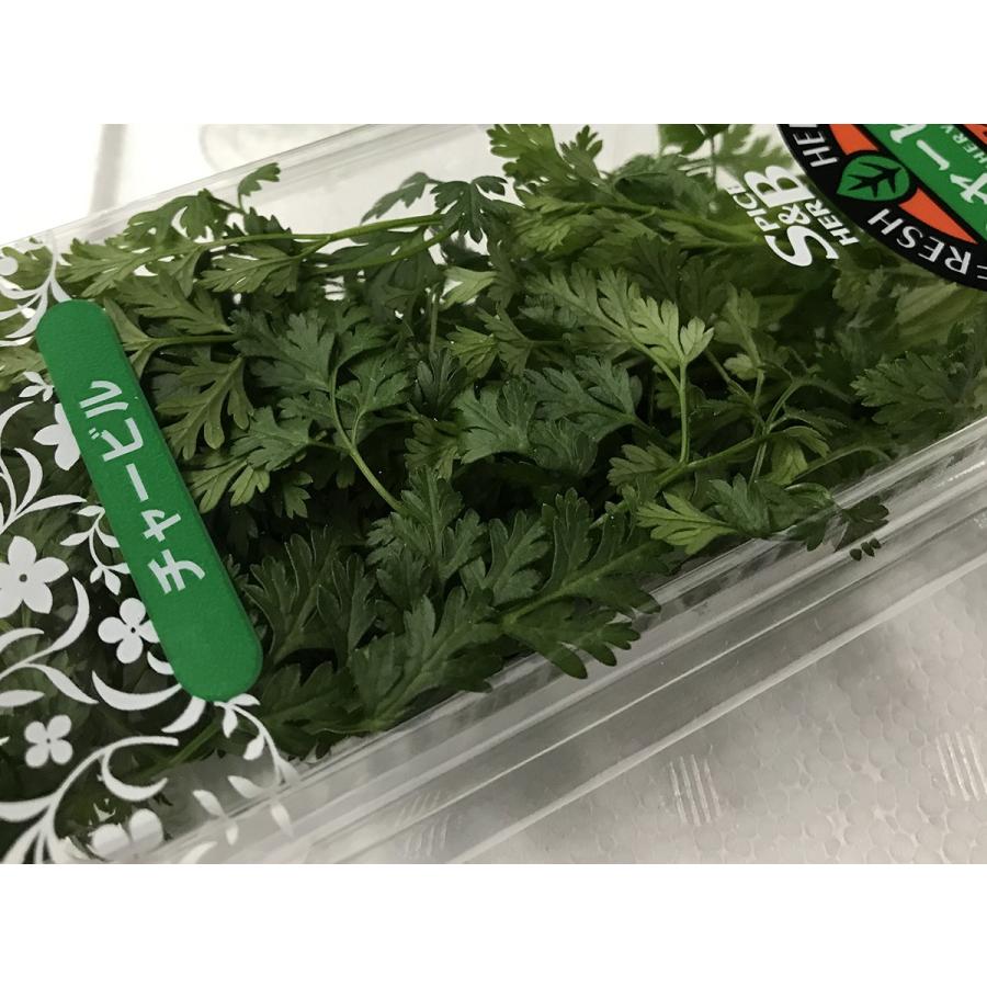 国産 チャービル 1パック 食用 ハーブ : 生鮮卸売市場 - 通販 - Yahoo