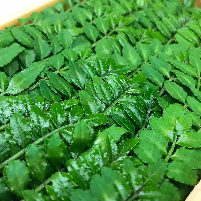 長崎県産他 木の芽 特秀 （特小） 約100枚入り 25g前後 （パック