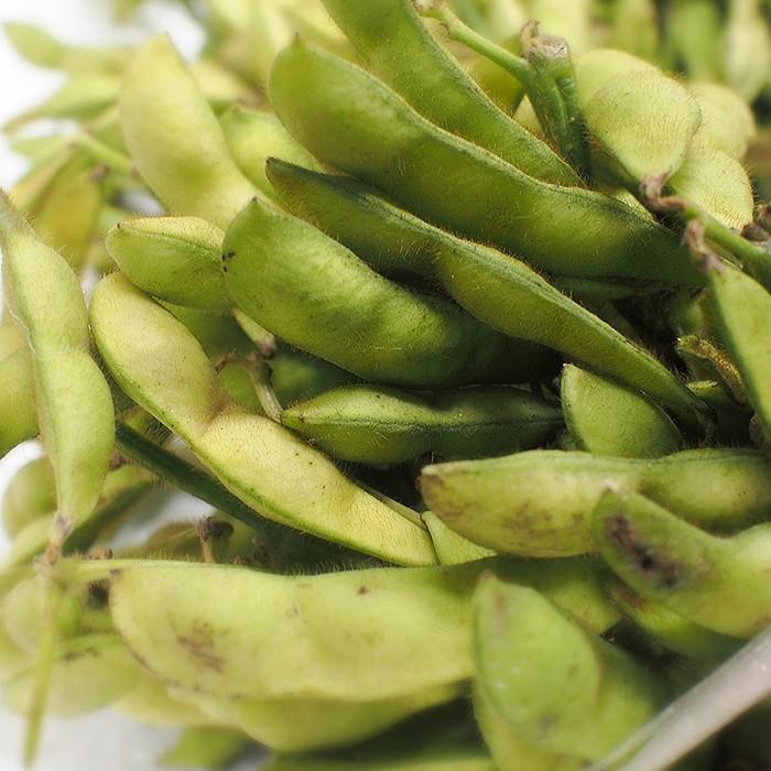 大阪府産 黒枝豆 （枝付き） 500g×3束 : 生鮮卸売市場 - 通販 - Yahoo