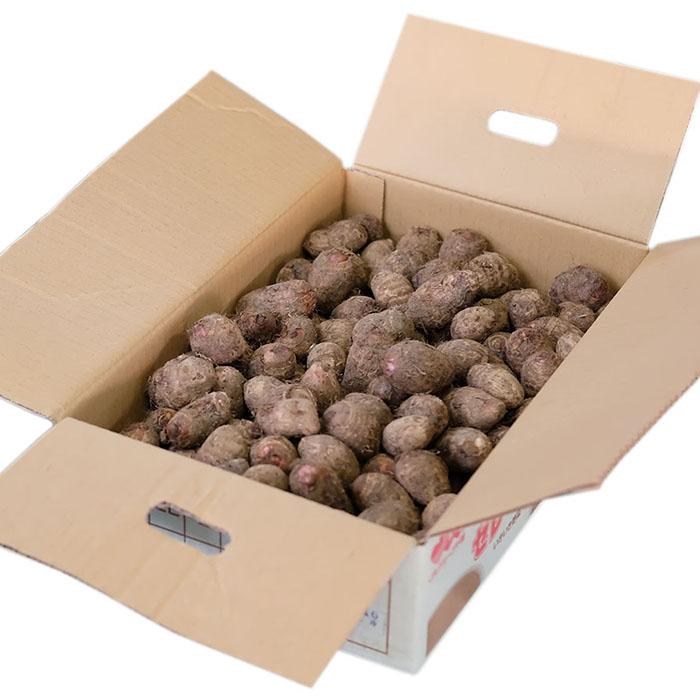 千葉県産 セレベス 2S〜Sサイズ 約5kg （箱） 国産 里芋 : 生鮮卸売