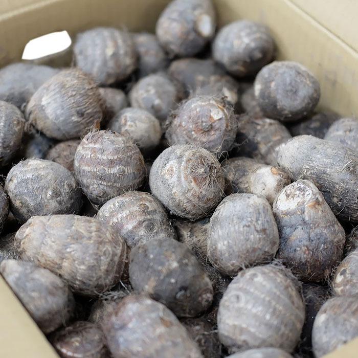 送料無料 愛媛県産 さといも 伊予美人 M Lサイズ 10kg 生鮮卸売市場 通販 Yahoo ショッピング