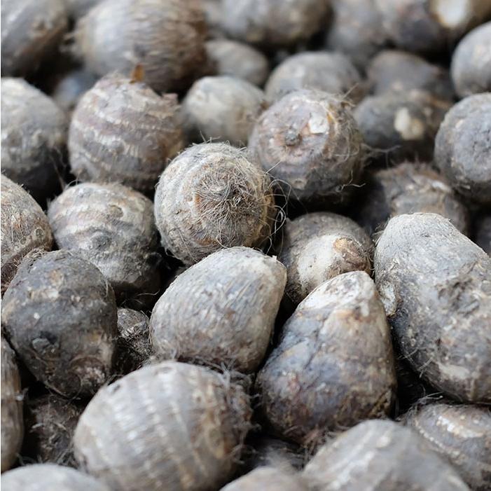 送料無料 愛媛県産 さといも 伊予美人 M Lサイズ 10kg 生鮮卸売市場 通販 Yahoo ショッピング