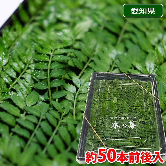 木の芽5パック（愛知県産） 愛知県産 木の芽 平パック（約50本前後入り）お徳用 : 生鮮卸売市場