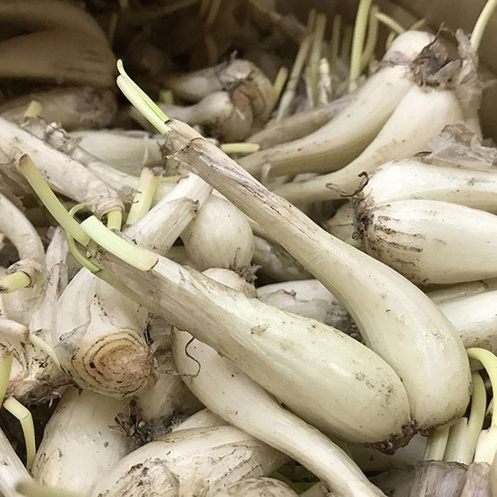 鹿児島県産 土らっきょう （根付らっきょう） S〜Mサイズ 10kg : 生鮮